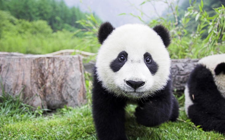 Jonge panda